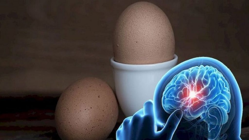 egg+cognitive